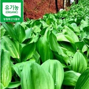 유기농 평창 명이나물 산마늘 1kg